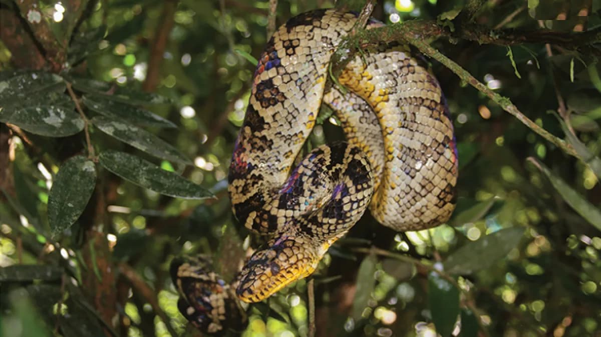 Jiboia-do-Ribeira enrolada em galho de árvore na mata, com ventre amarelo e escamas triangulares negras e marrons