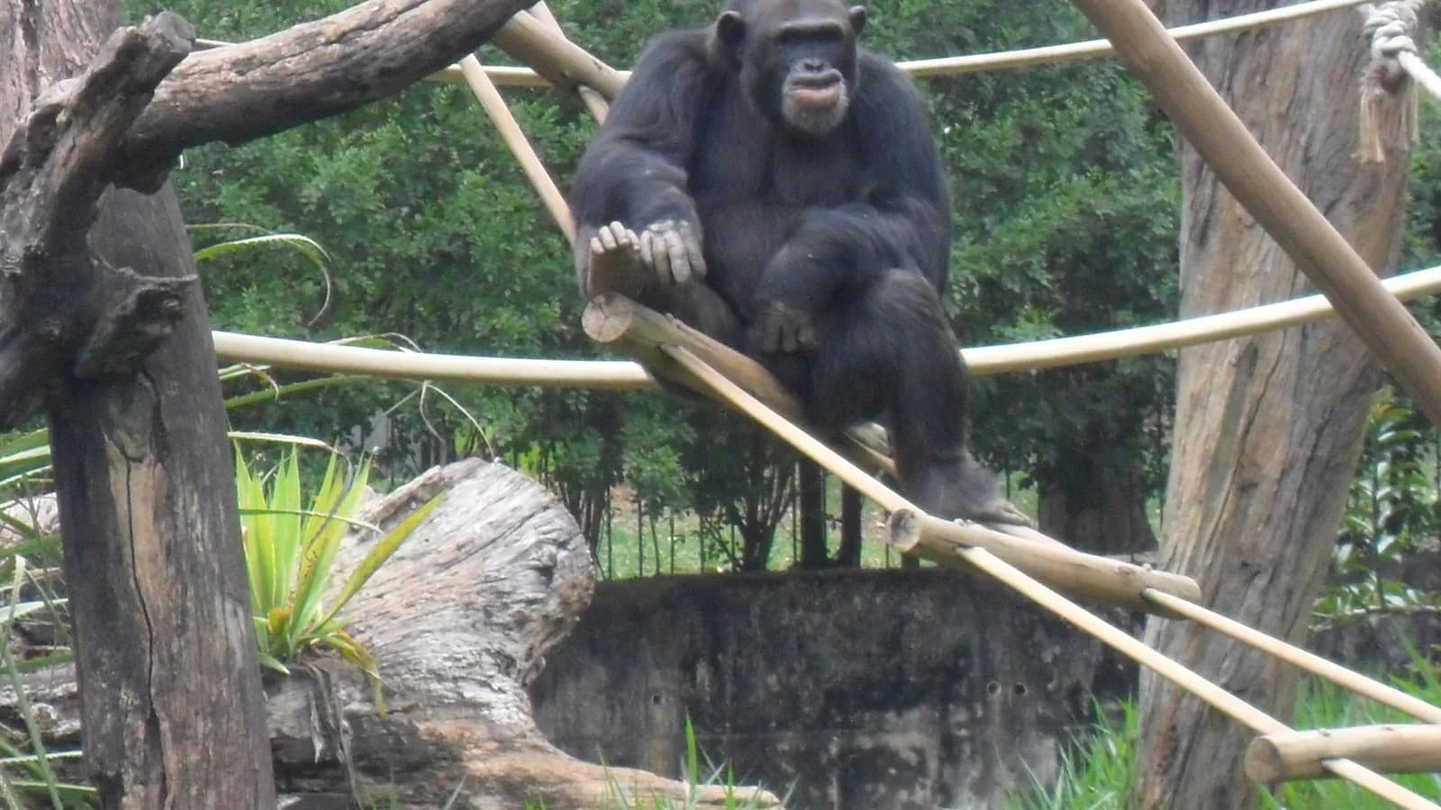 Chimpanzé no recinto do Zoológico de Belo Horizonte, onde Serafim viveu por 26 anos (foto de arquivo)