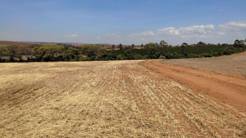 Produtores de soja têm até 31 de julho para declarar conformidade com vazio sanitário em Minas