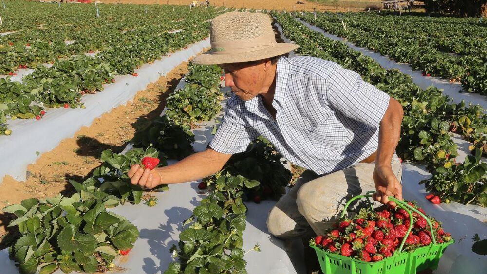 Fazer tarifaço é 'taxar o combate à fome', diz ministro da Agricultura