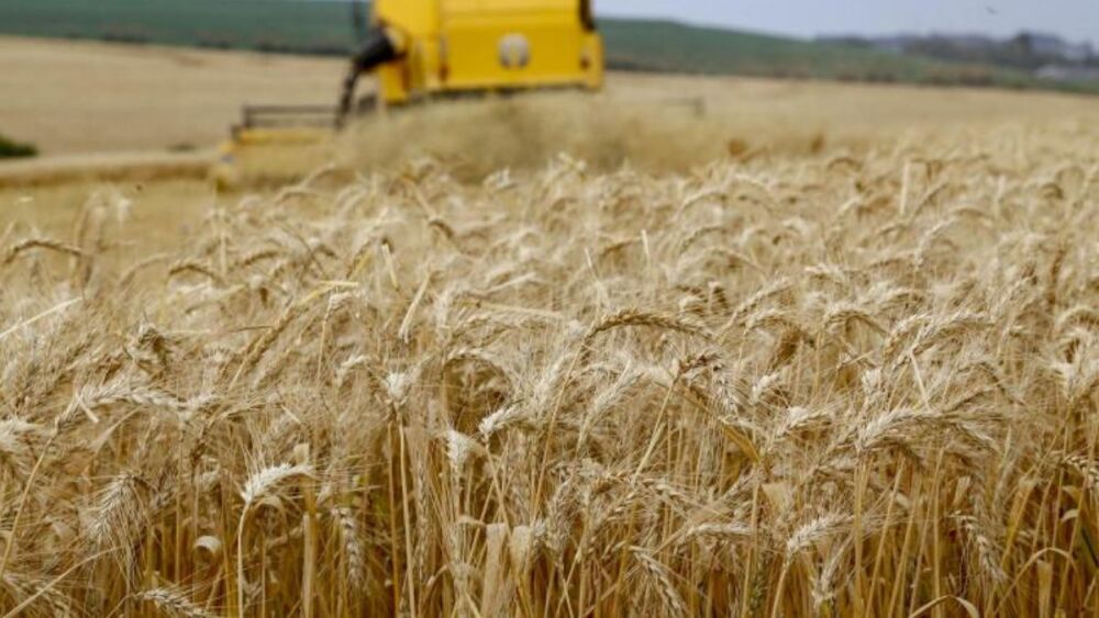 Paraná finaliza plantio de trigo, principal cultivo de inverno