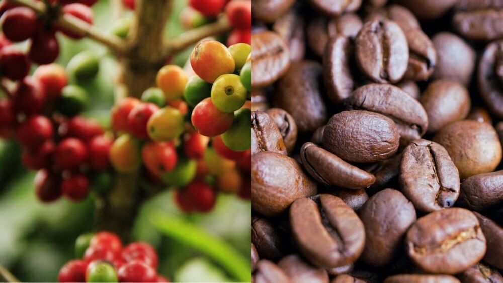 Café registra queda de mais de 20% nos preços em junho no Brasil