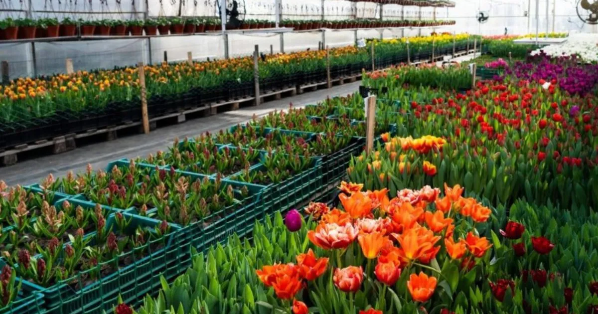 Produção de flores é garantida por estufas durante temporada de frio em SP