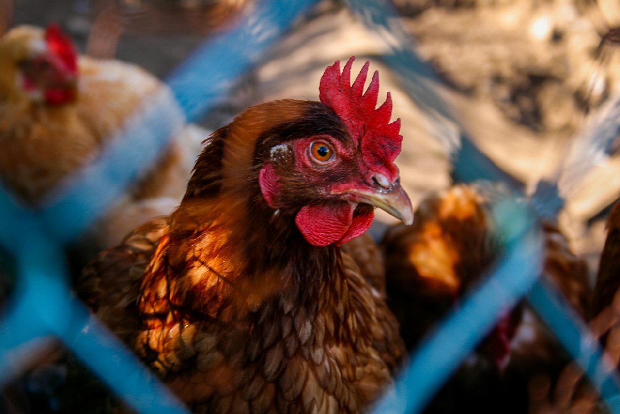 Preço do frango não caiu no Brasil apesar da restrição às exportações devido à gripe aviária