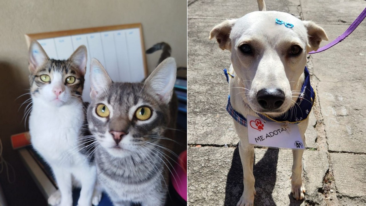 Arraiau GPA: Festa junina solidária promove adoção de cães e gatos em BH