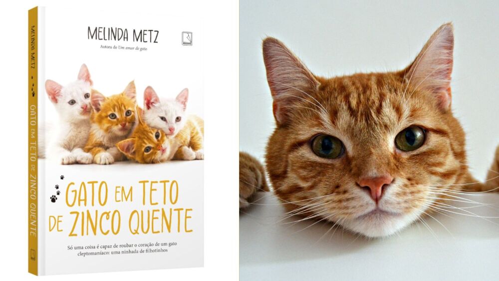Livro 'Gato em teto de zinco quente' chega ao Brasil para divertir e encantar os donos de felinos