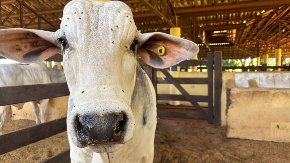 Bovinocultura avança no Paraná, mas geadas prejudicam produção agrícola