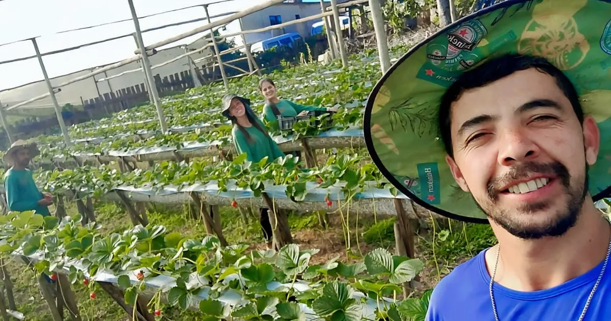 ‘Morango do amor’ transforma realidade dos produtores em Alfredo Vasconcelos