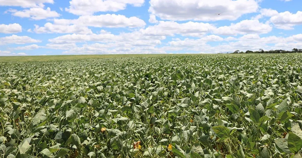 Insumo natural desenvolvido por bactéria da Caatinga ajuda plantações a resistir à seca