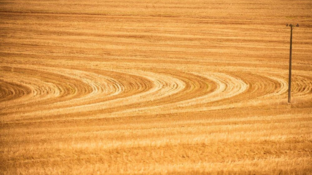 Zoneamento de Risco Climático da Soja passa a incluir manejo do solo para cálculo de riscos