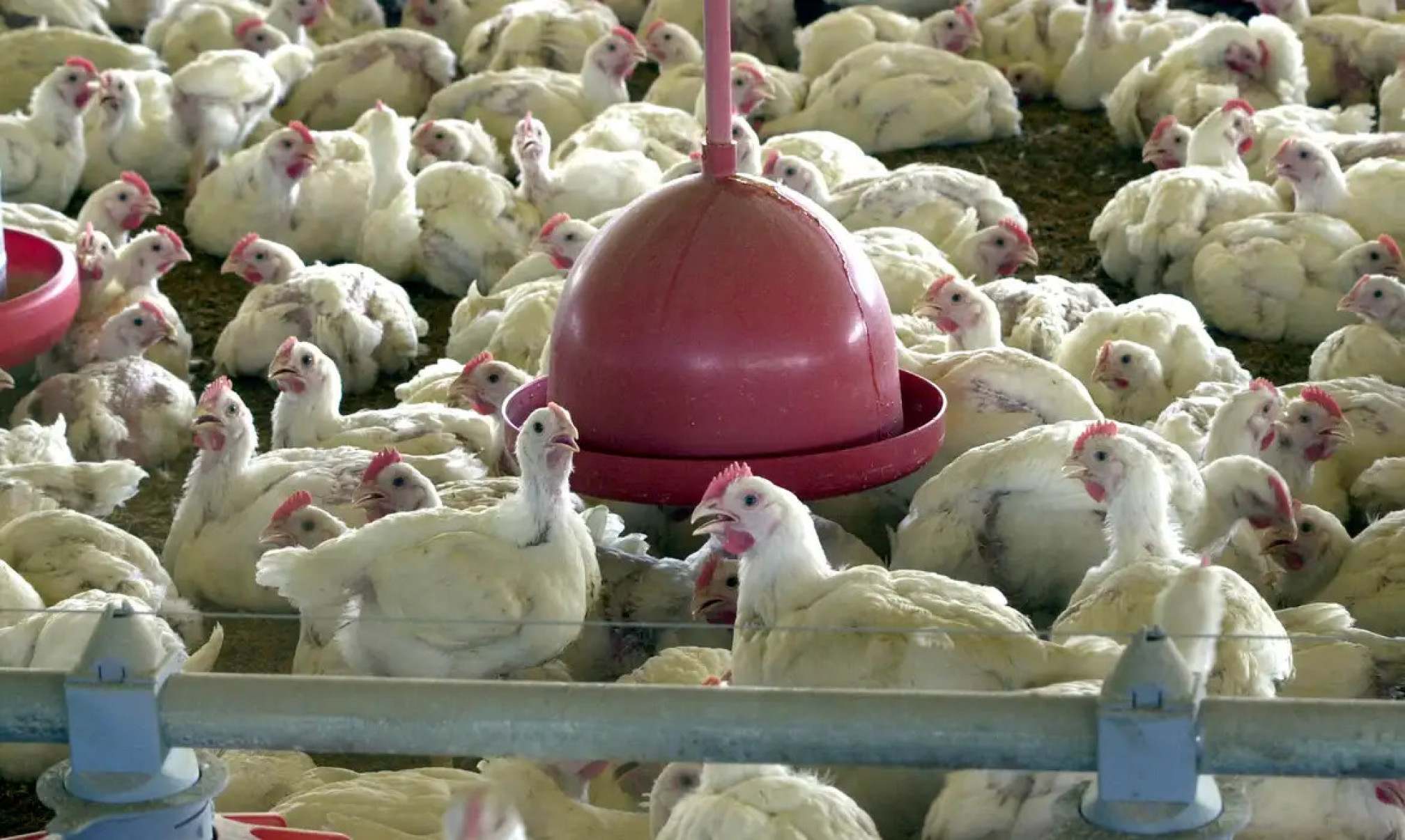 Gripe aviária leva Uruguai e Chile a suspender importações de frango brasileiro