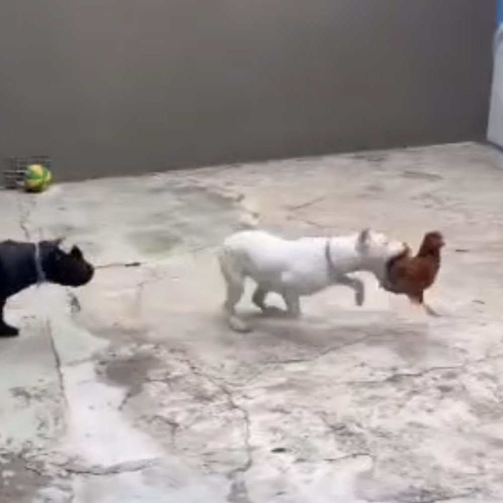Influenciador é preso na Grande BH por maus-tratos a cães