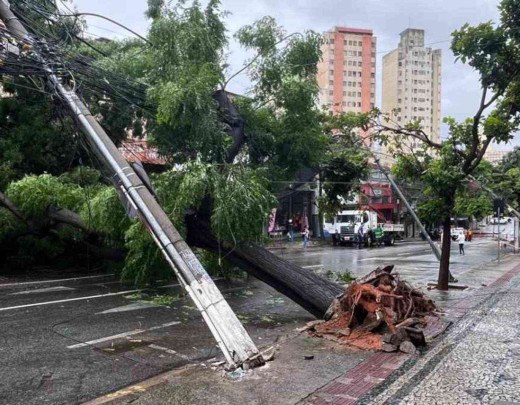 Bombeiros atendem 15 ocorrências de queda de árvore em Belo Horizonte