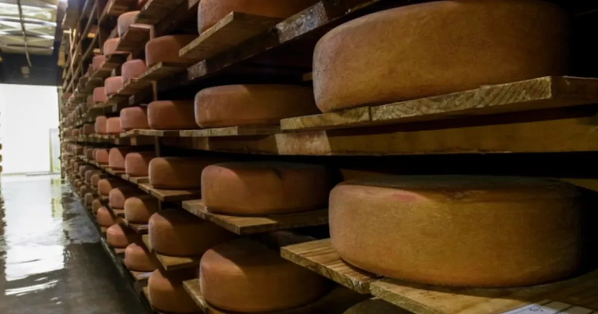 Queijo paulista premiado é exportado para os Estados Unidos