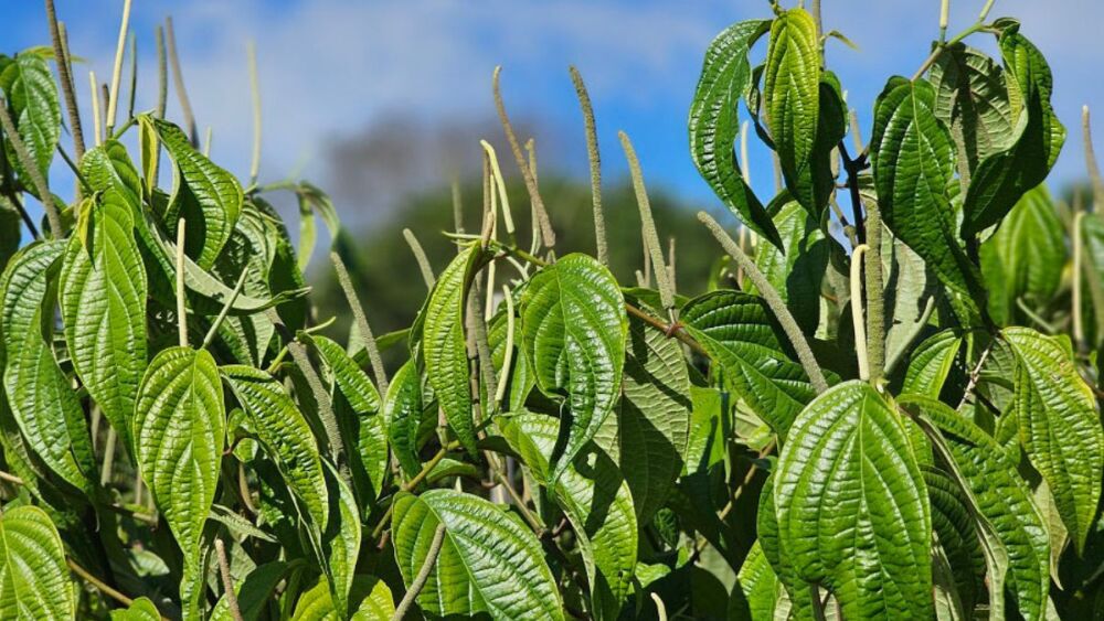 Óleos essenciais de plantas amazônicas combatem parasitas em tambaquis