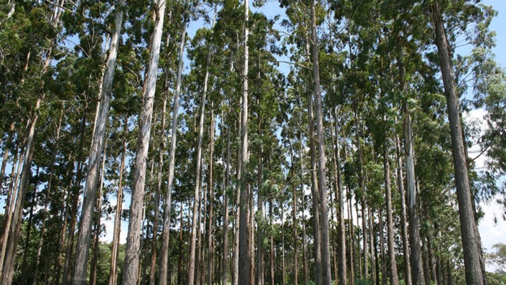Eucalipto tolerante à geada gera lucro milionário ao ano no Sul do Brasil