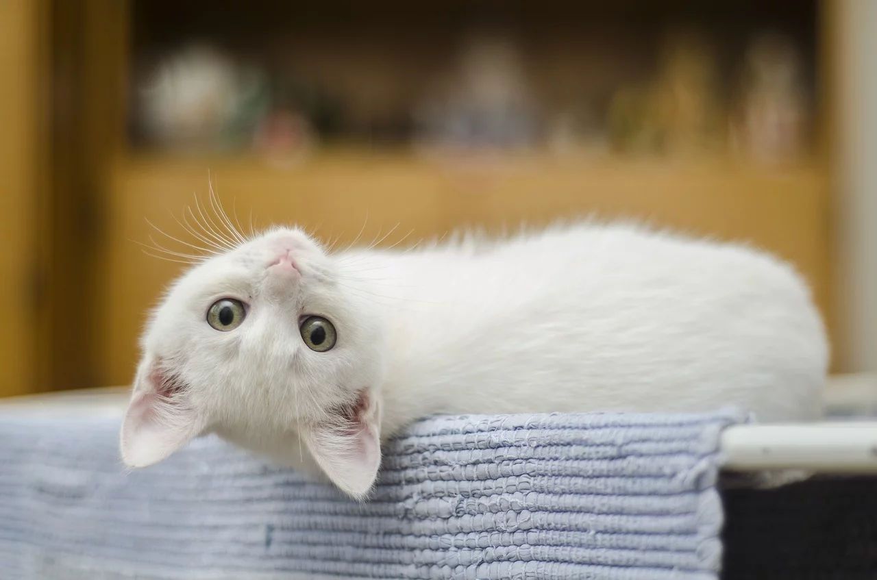 Imposto de Renda 2025: despesas com pets podem ser deduzidas?