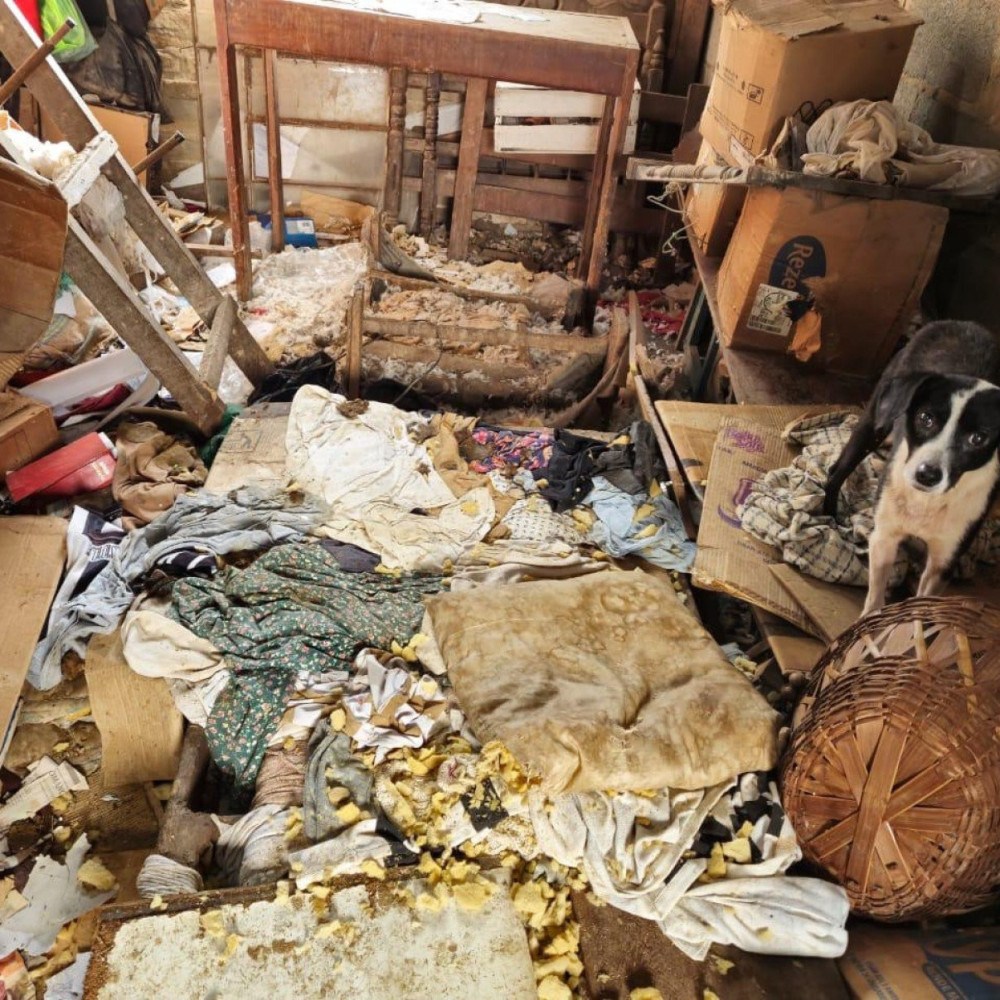 Vizinhos denunciam condições insalubres em residência com 22 cães em Caeté
