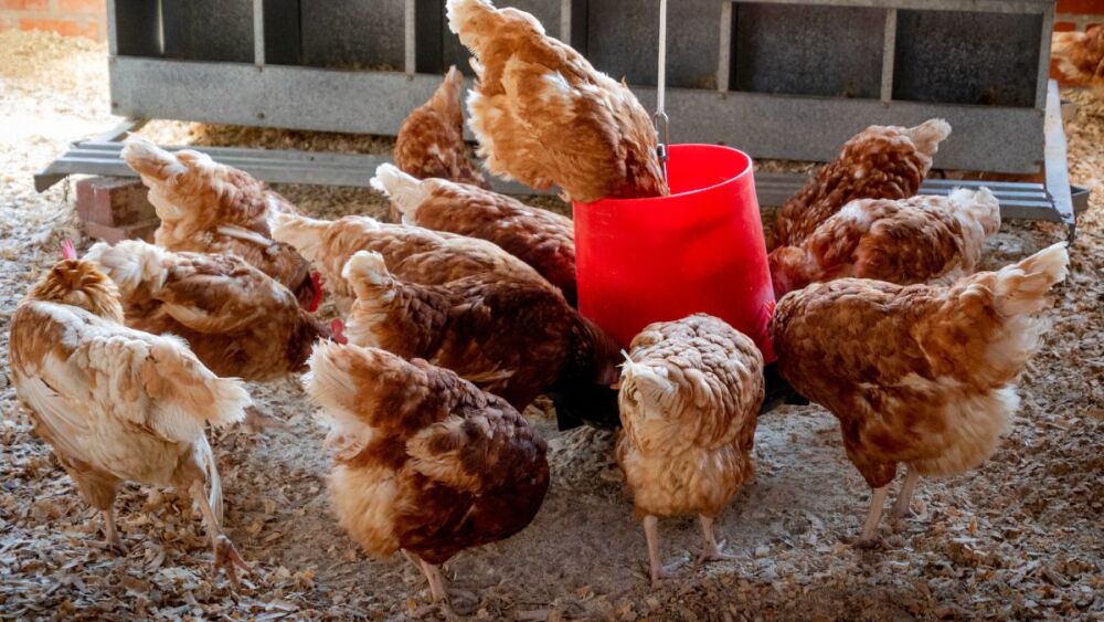 Brasil registra quatro focos ativos de gripe aviária em aves silvestres e de subsistência