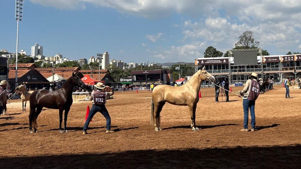Maior Exposição Nacional do Cavalo Mangalarga Marchador reúne mais de 1,6 mil animais em BH
