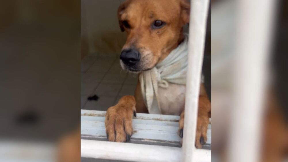 Como identificar o acúmulo compulsivo de animais e agir com responsabilidade