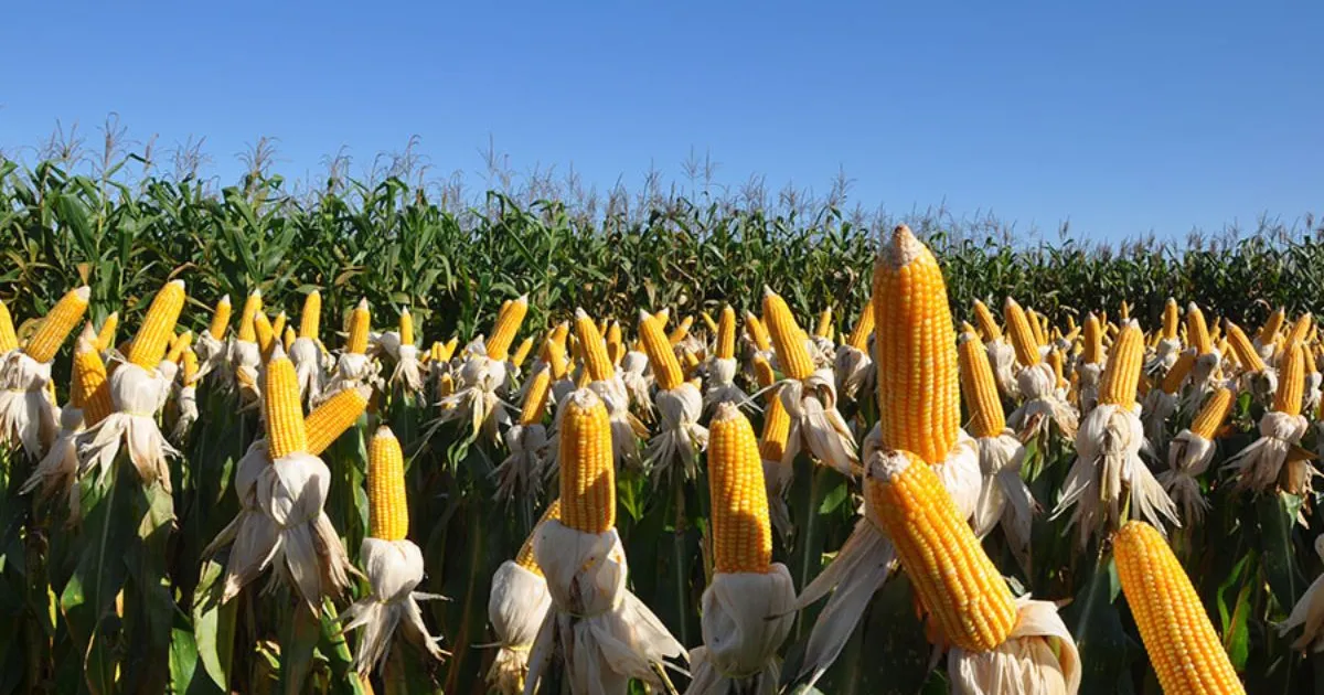 Novo biofungicida controla fungos de solo com até 80% de eficiência