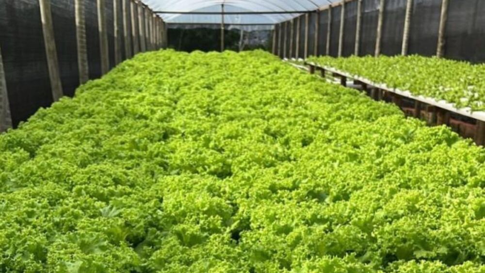Produção de hortaliças com hidroponia complementa a renda de produtores do Norte de Minas