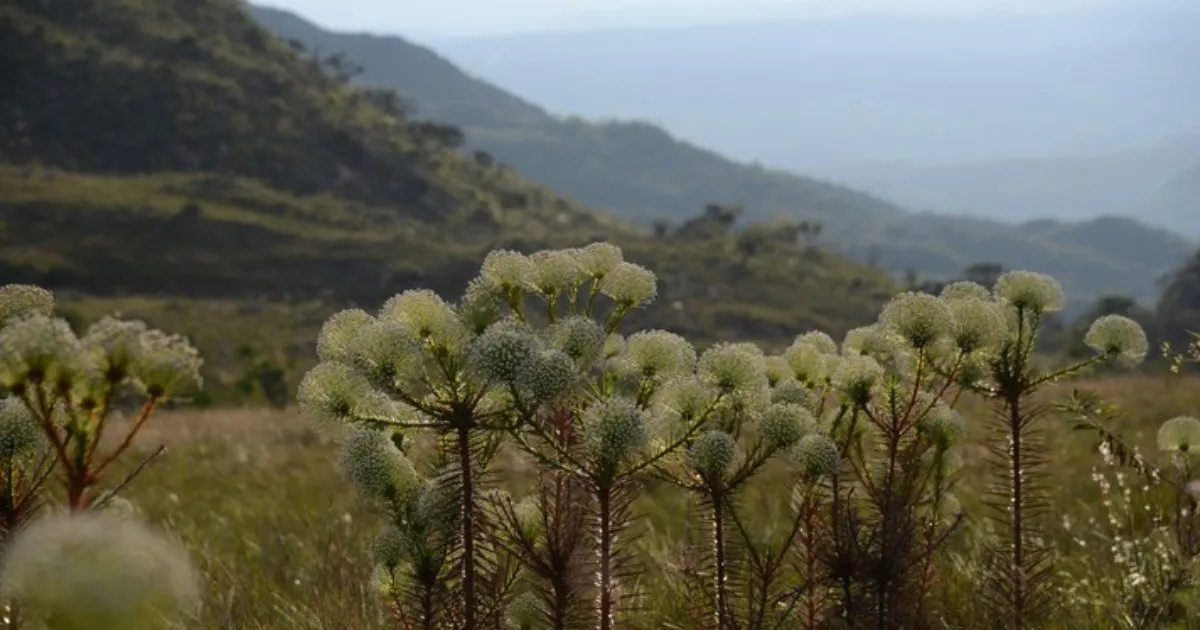 Espécies endêmicas do campo rupestre enfrentam ameaças devido a mudanças climáticas e uso do solo