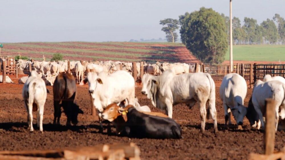 Pecuaristas dos EUA apoiam tarifas de Trump e pedem bloqueio à carne brasileira