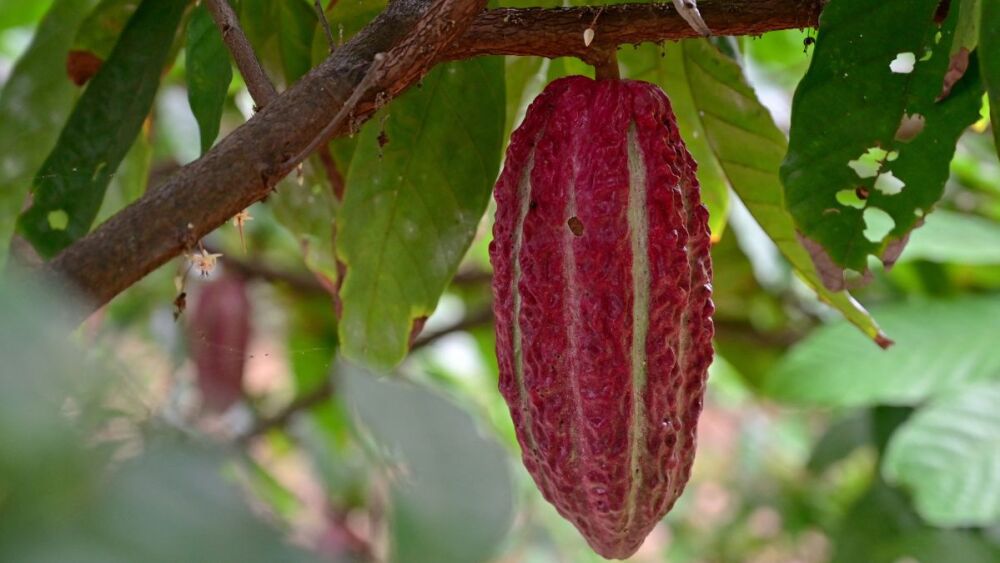 Barreiras recebe o maior evento da cacauicultura brasileira focado em inovação e sustentabilidade