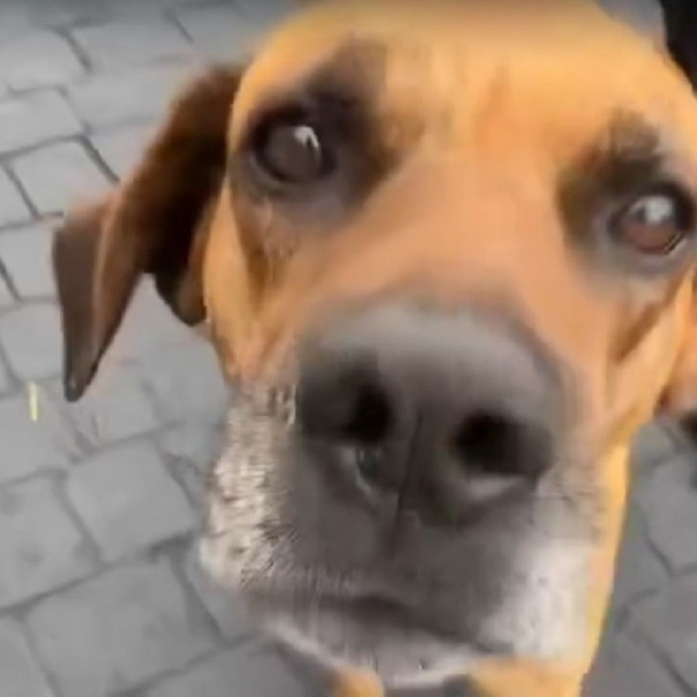 Cachorro é morto a tiros e suspeito é investigado