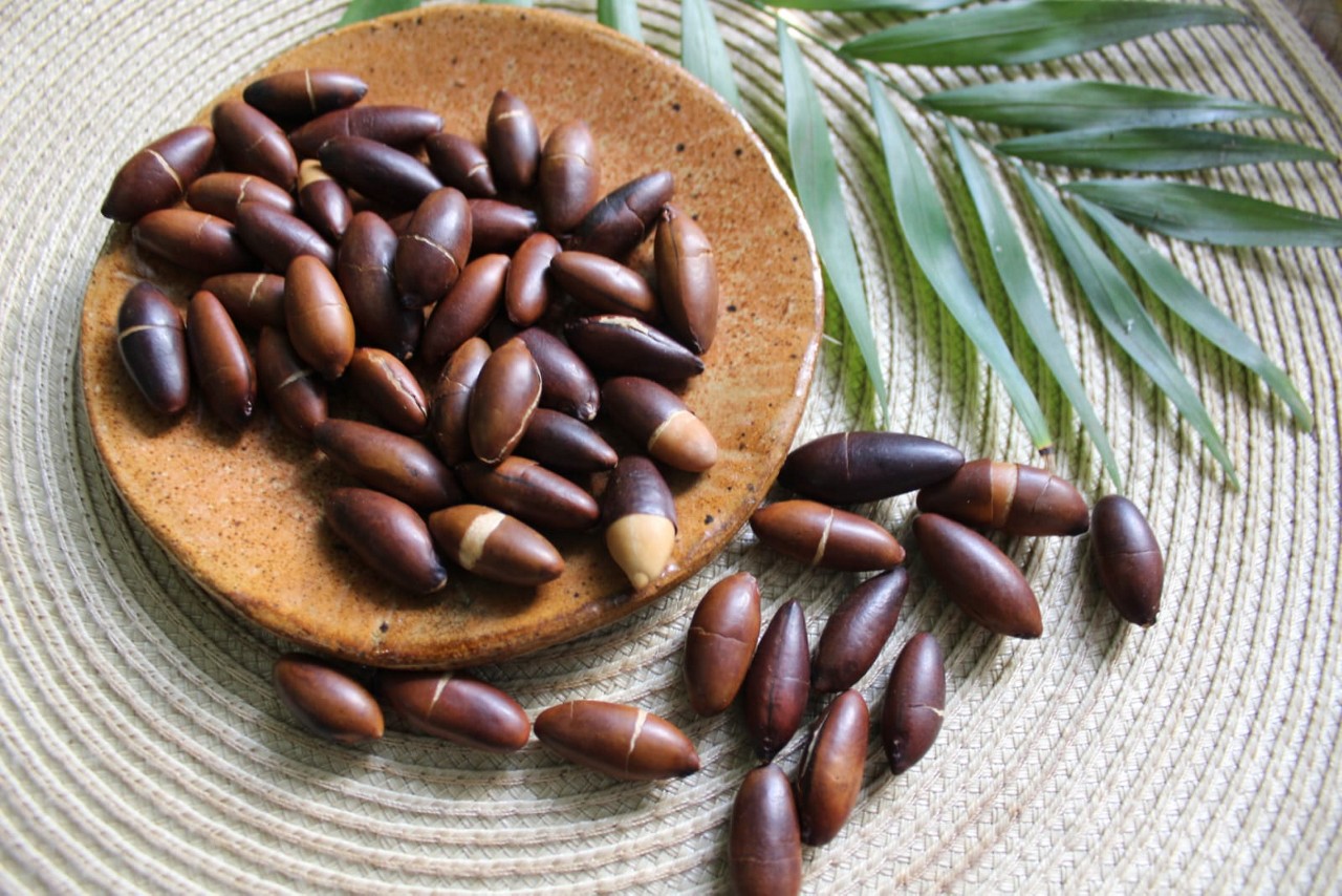 Exportação de Castanha de Baru para Europa Impulsiona Bioeconomia Brasileira