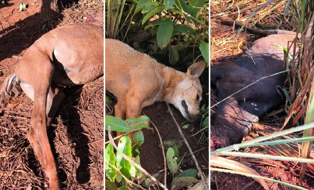 Dois cavalos e um cachorro morrem após ataque de cães em Unaí, MG