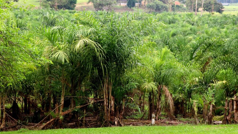 Plantação de pupunha gera R$ 21 milhões com tecnologia no litoral do Paraná