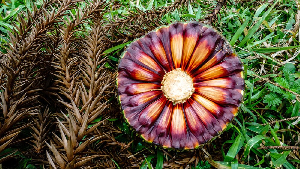 Serra da Mantiqueira alia renda e preservação ambiental com cultivo de pinhão