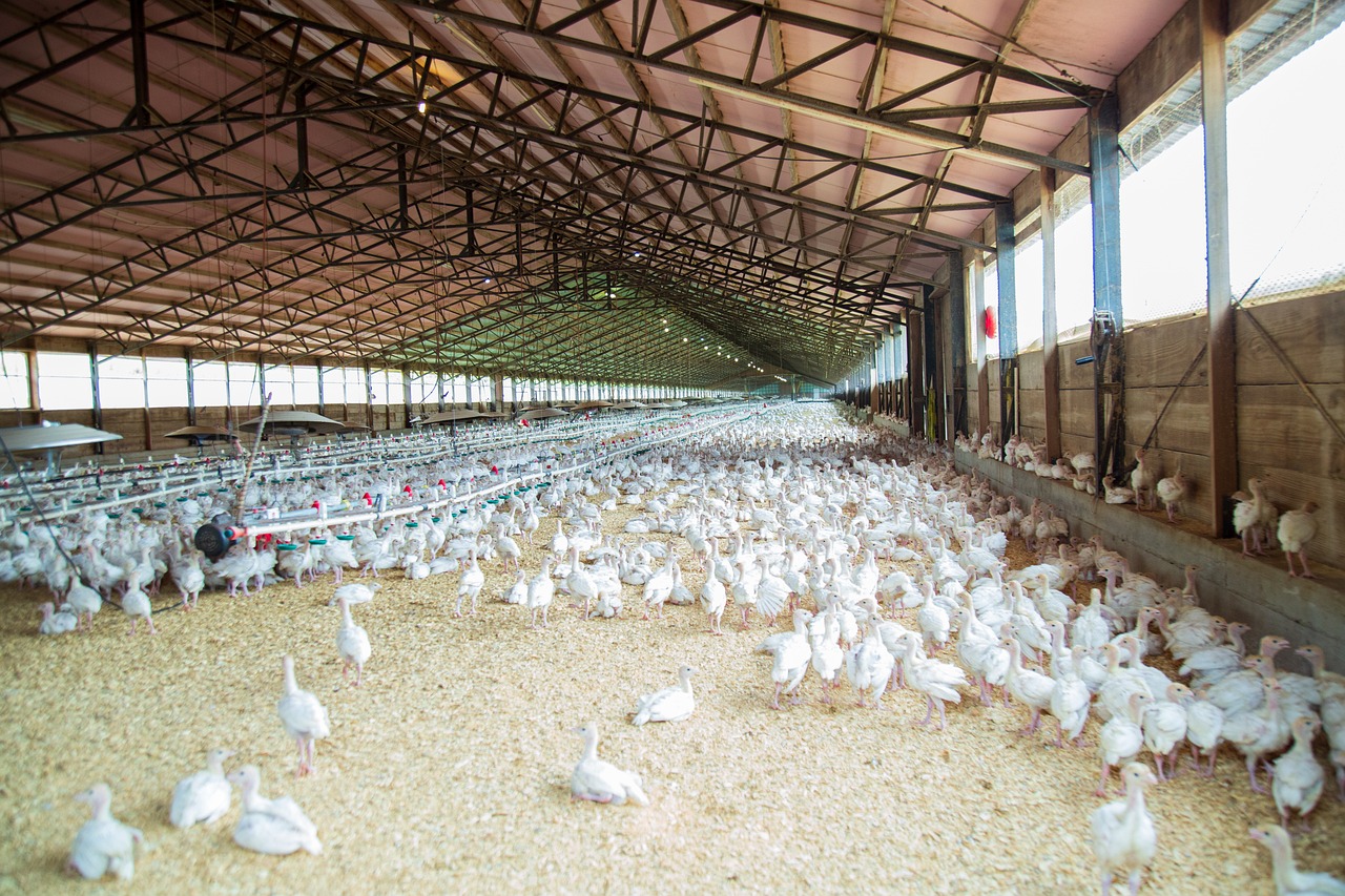 Suspensão de restrições à carne brasileira devido à gripe aviária