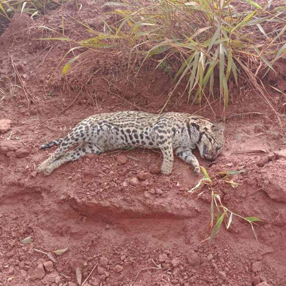 Corpo de Onça-Pintada Encontrado em Barranco da MG-255