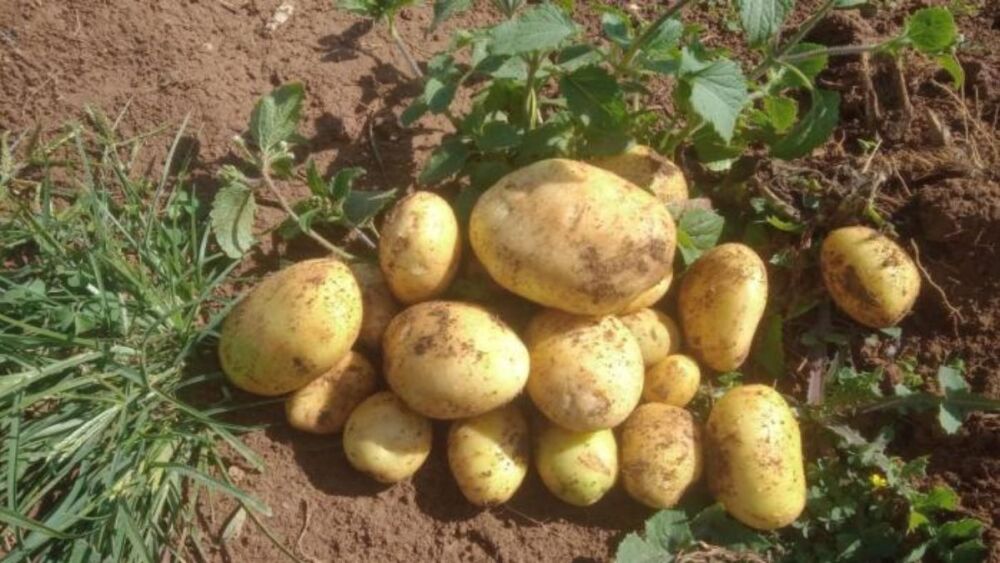 Dia de campo incentiva produção de batata-inglesa para agricultores familiares em Santos Dumont