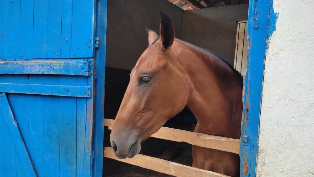 Justiça mantém suspensão da Nutratta, ração que já matou 284 cavalos no Brasil
