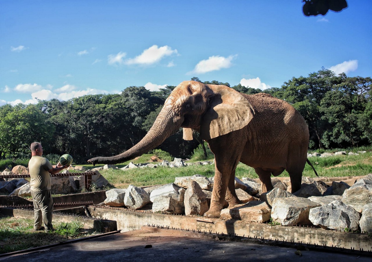 Morre o elefante Jamba, um dos ícones do Zoológico de Belo Horizonte, aos 29 anos