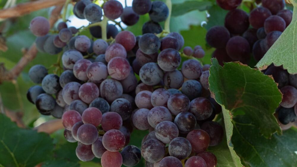 Suco de uva brasileiro conquista reconhecimento internacional na OIV