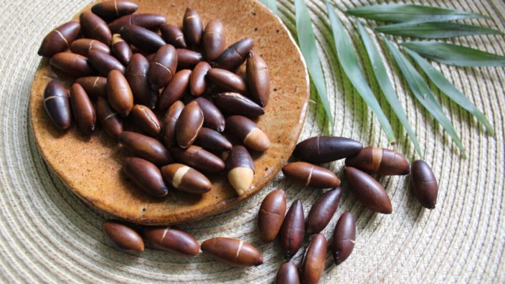 Produtores do Noroeste de Minas iniciam exportação de castanha de Baru para a União Europeia