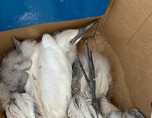 Corte de árvores resulta na morte de mais de 60 garças em Minas Gerais