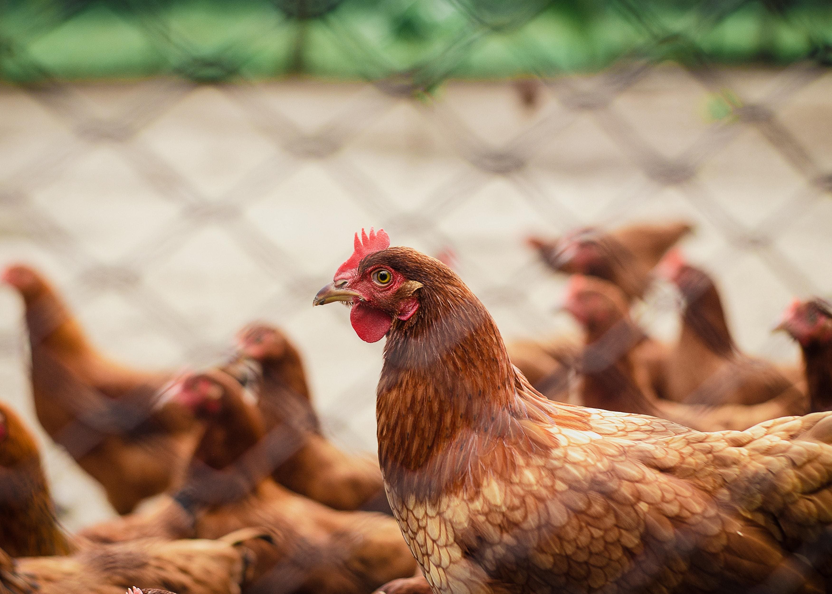 Peru, Jordânia e Hong Kong retomam compras de frango do Brasil após fim de restrições