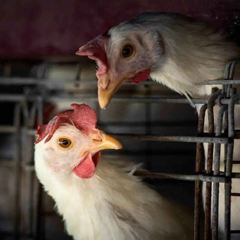 Gripe aviária: Brasil solicita à China revisão do embargo ao frango