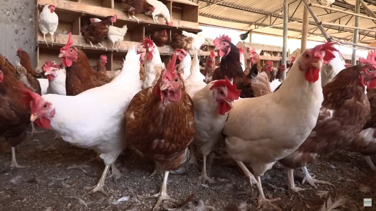 Como certificar produção de ovos e frangos caipiras: Emater-MG explica