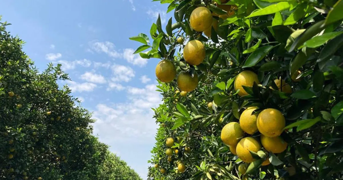 Novo método detecta resíduos de pesticidas no pólen de laranjeira com alta precisão