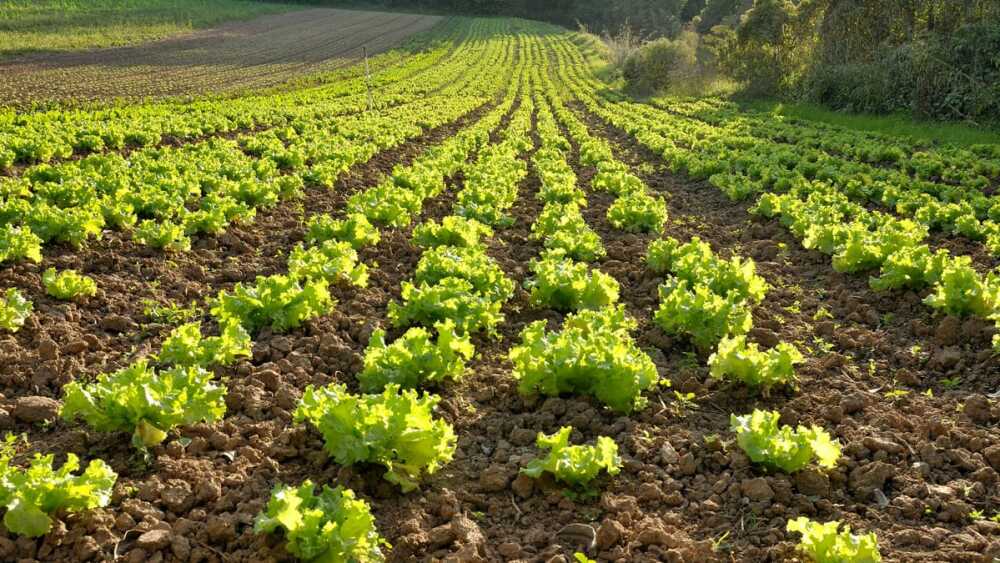 “Da Terra à Mesa Brasil” bate recorde de inscritos com mais de 600 propostas