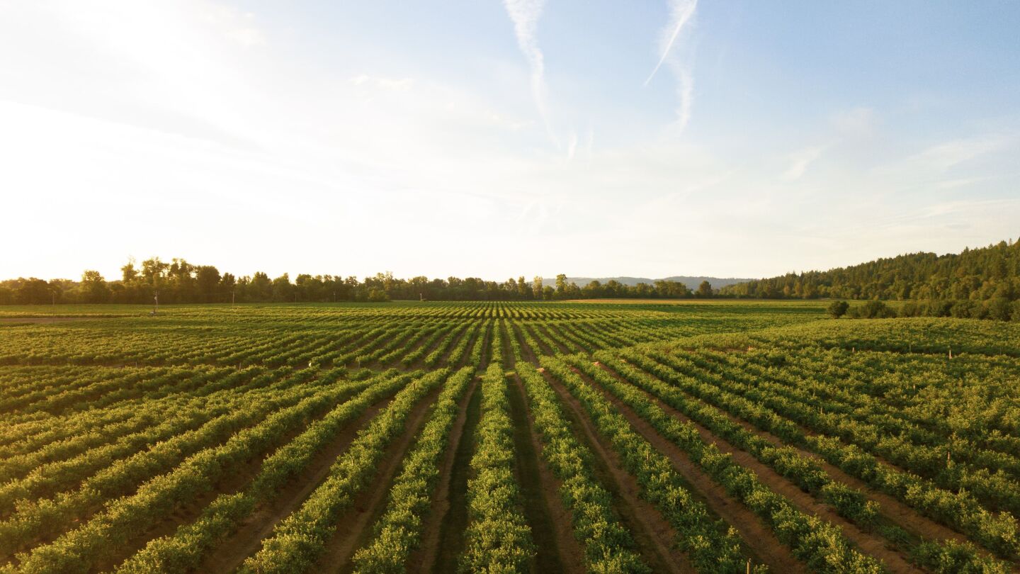 COP 30: seminário debate estratégias para o agro mineiro sustentável