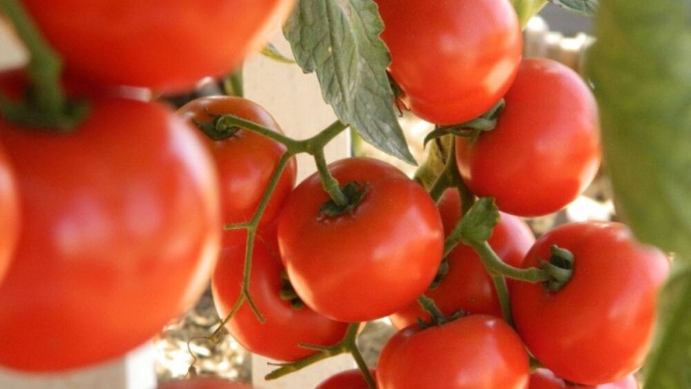 Embrapa intensifica combate a vírus em regiões produtoras de tomate